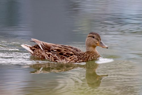 Free A female mallard duck gracefully swimming on a tranquil lake in Calgary, Alberta. Stock Photo