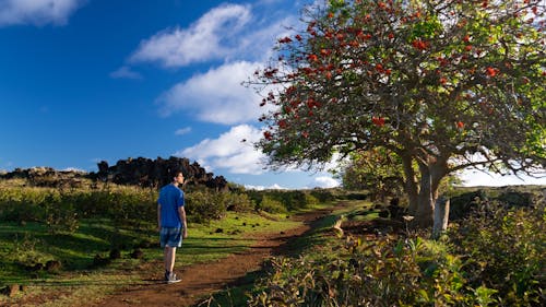 Foto profissional grátis de alvorecer, andar, árvore
