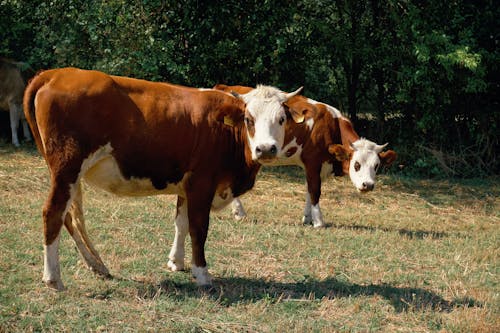 Kostenloses Stock Foto zu außerorts, gras, kühe