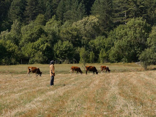 奶牛, 森林, 樹木 的 免费素材图片