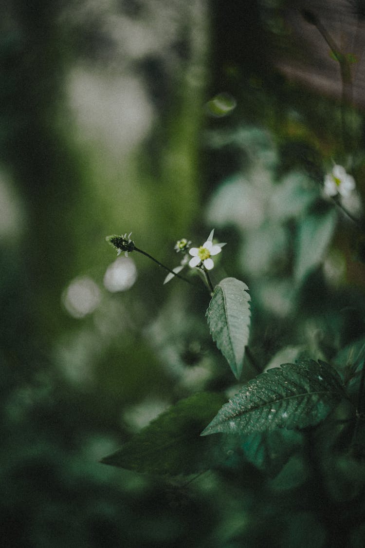 White Petals Of A Flower