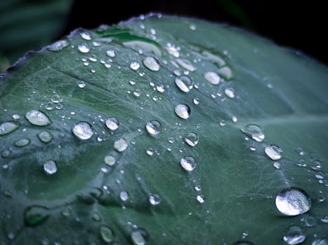 Macro shot highlighting dew droplets resting on a vibrant green leaf.