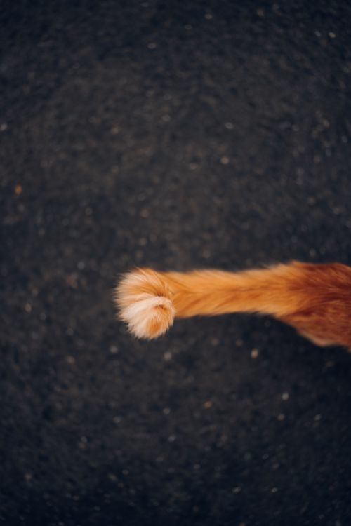 Free A close-up of a cat's fluffy tail set against a dark textured background. Stock Photo