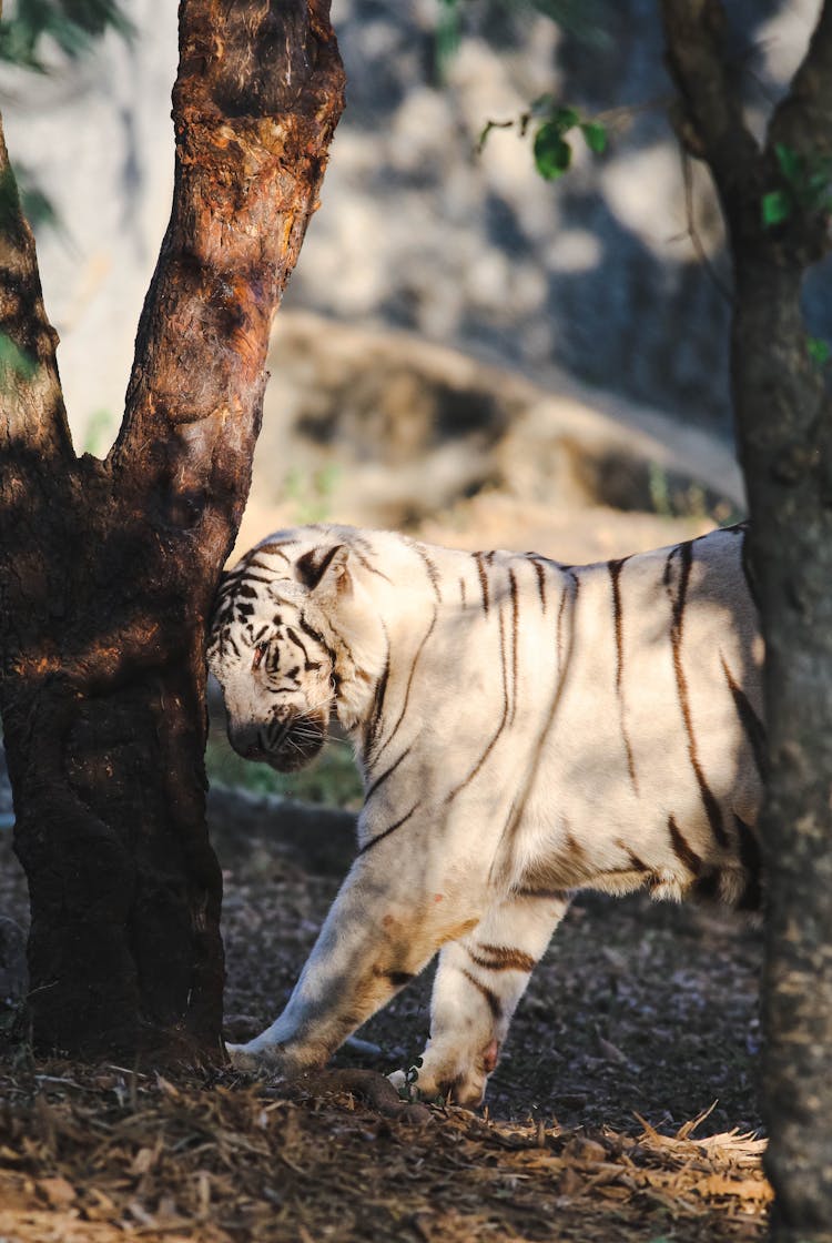 White Tiger Near Tree