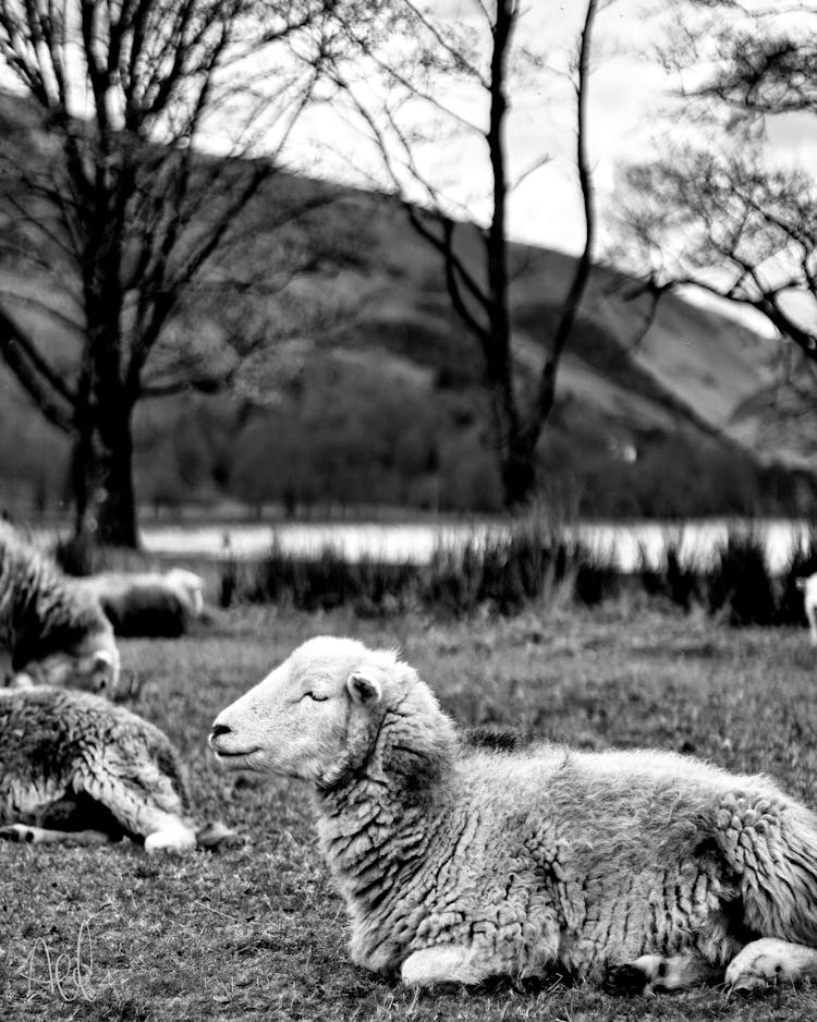 Sheep Lying On Pasture