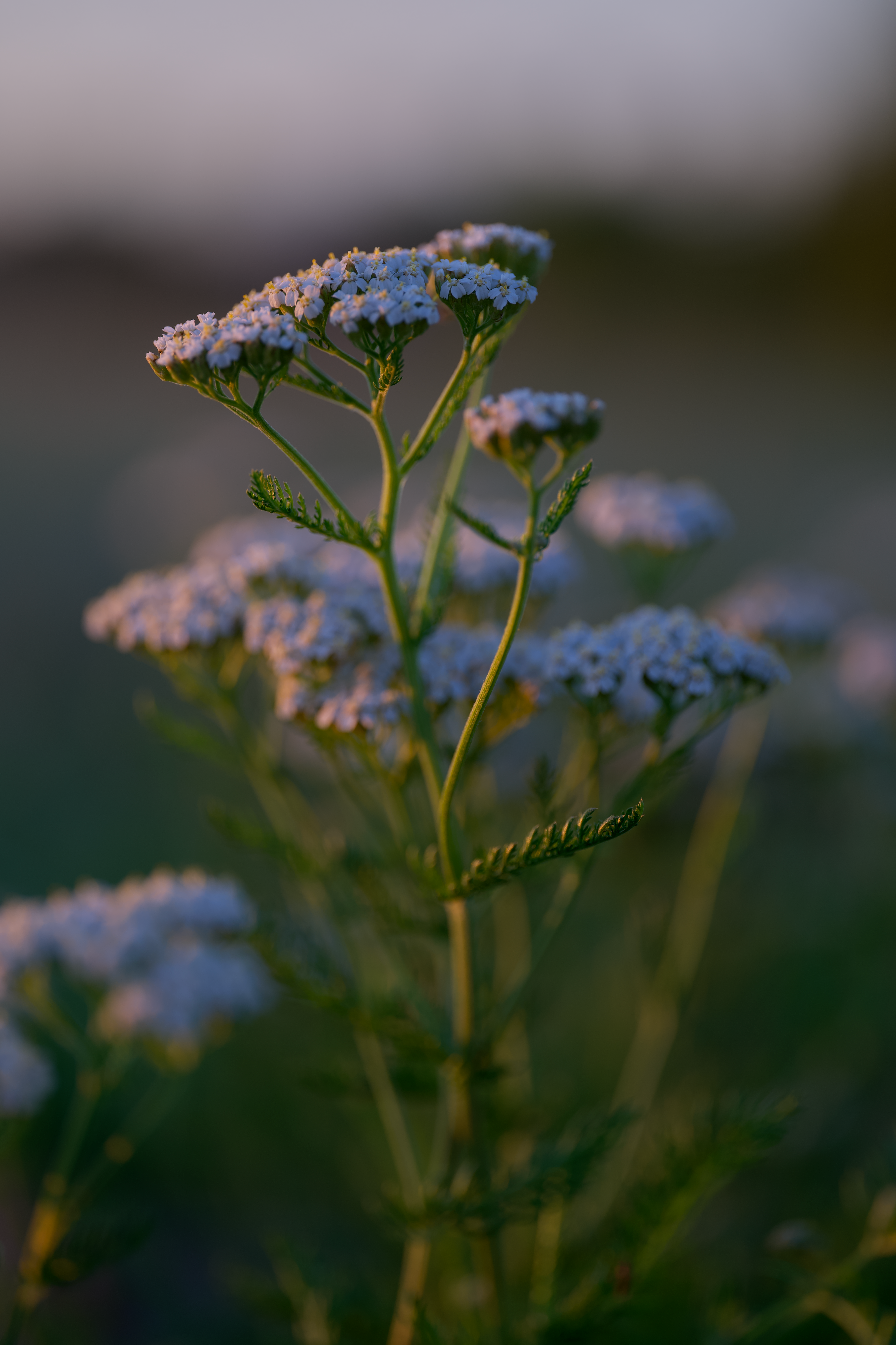Close up of Wildflowers · Free Stock Photo