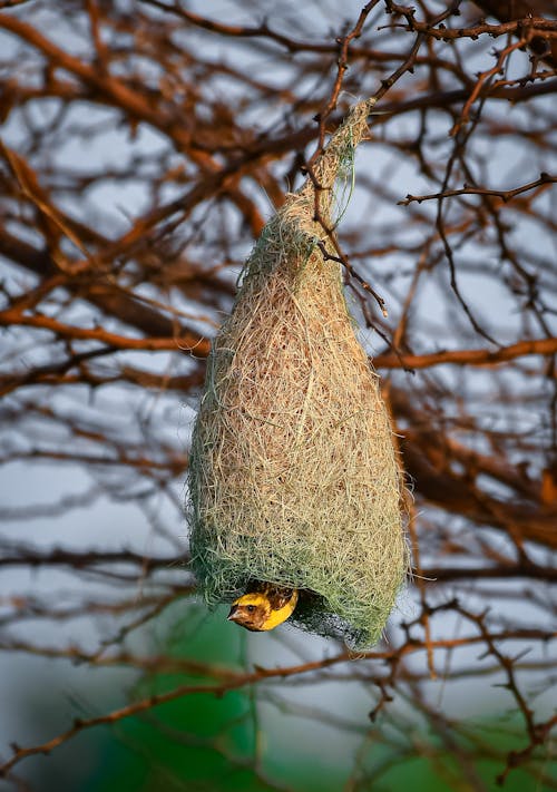 Small Bird in Nest