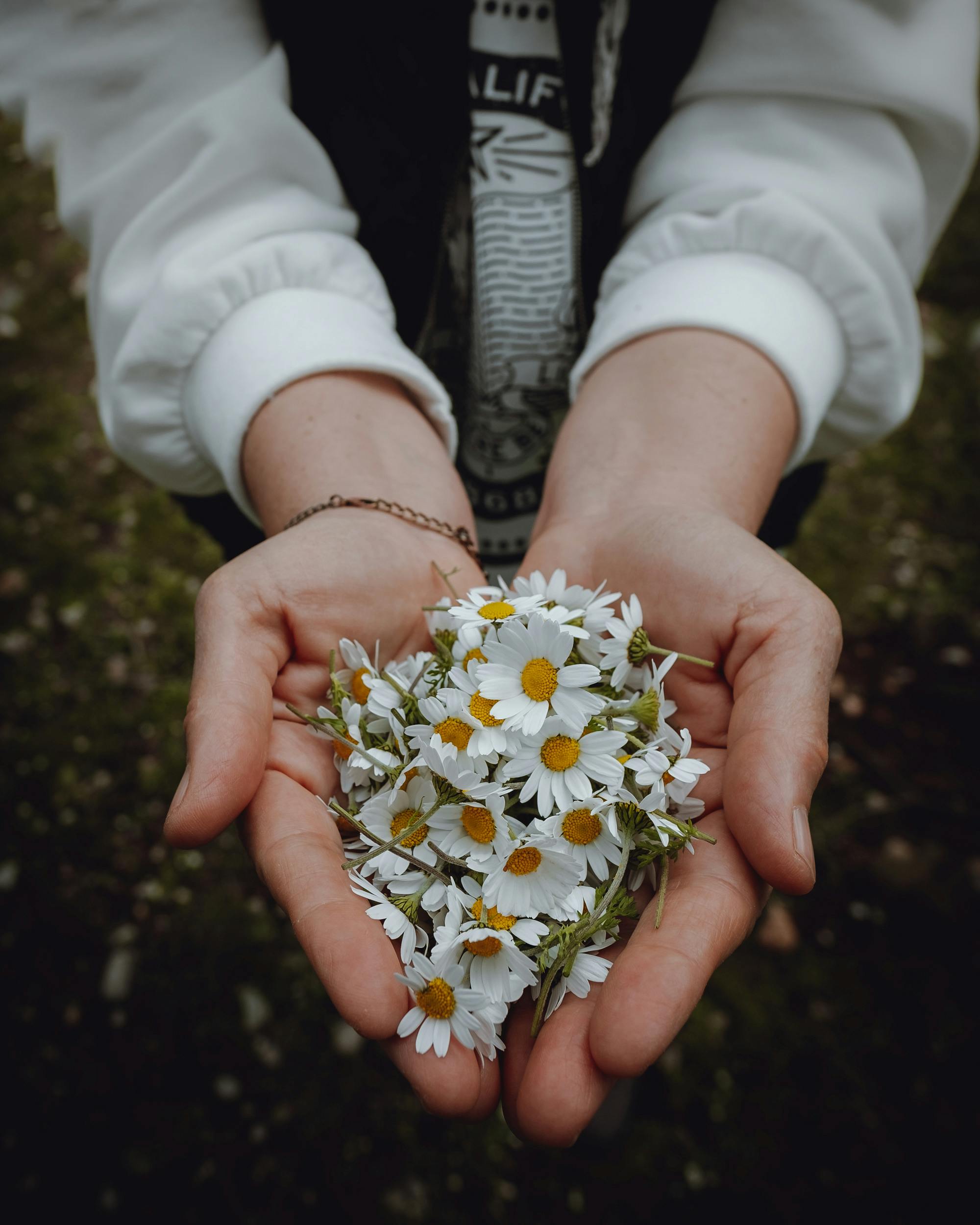 Woman Hand Holding White Flower · Free Stock Photo