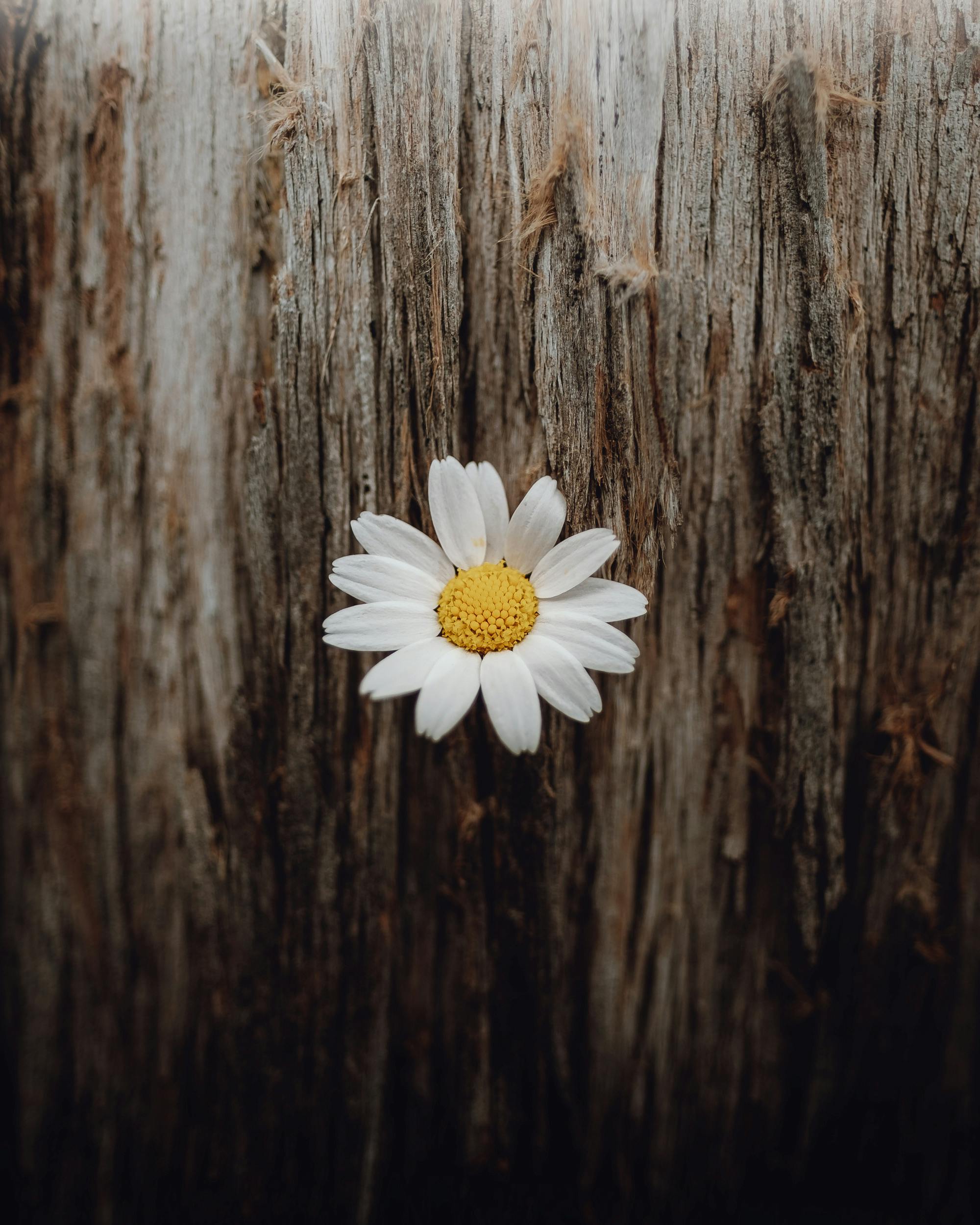 Close-up of a daisy flower on a textured wooden surface. Nature's simplicity captured in Antalya, Türkiye.