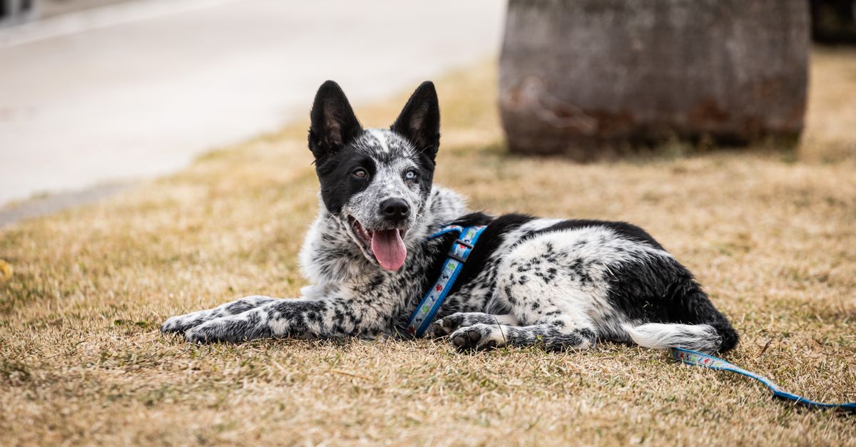 Dog with Leash Lying on Ground
