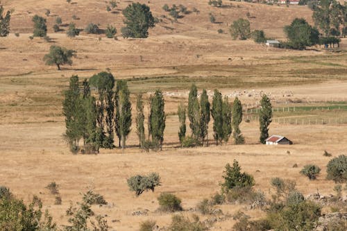 Gratis arkivbilde med gressmark, landlig, landsbygd
