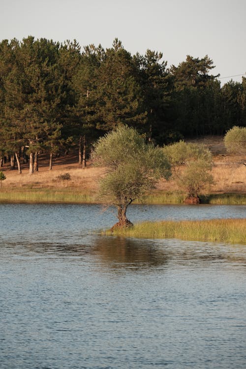 Imagine de stoc gratuită din apă curgătoare, arbori, codru