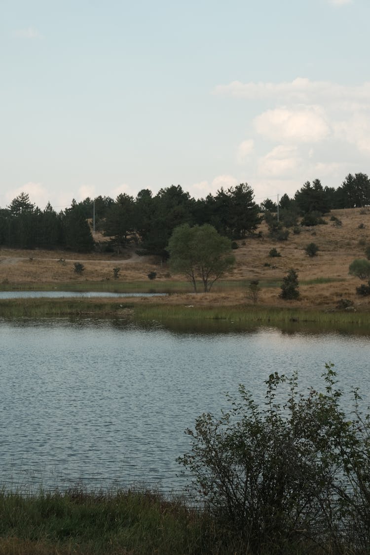 Trees Growing On River Bank 