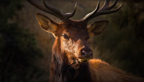 Základová fotografie zdarma na téma detail, fotografie divoké přírody, fotografování zvířat