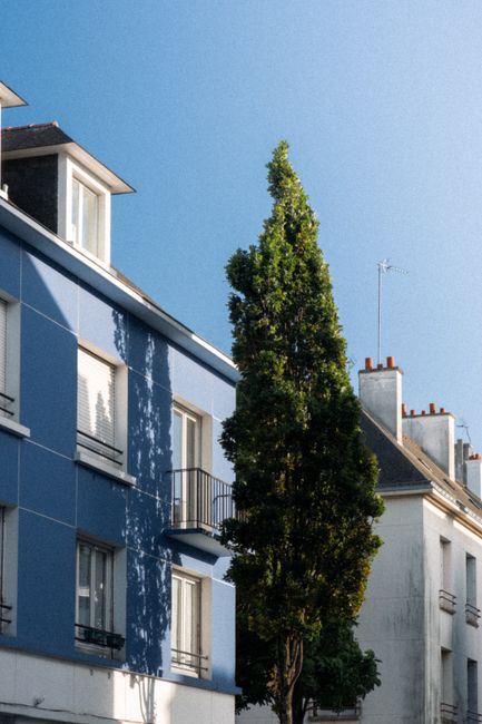 Low angle view of modern urban apartments with a blue facade and tall tree.