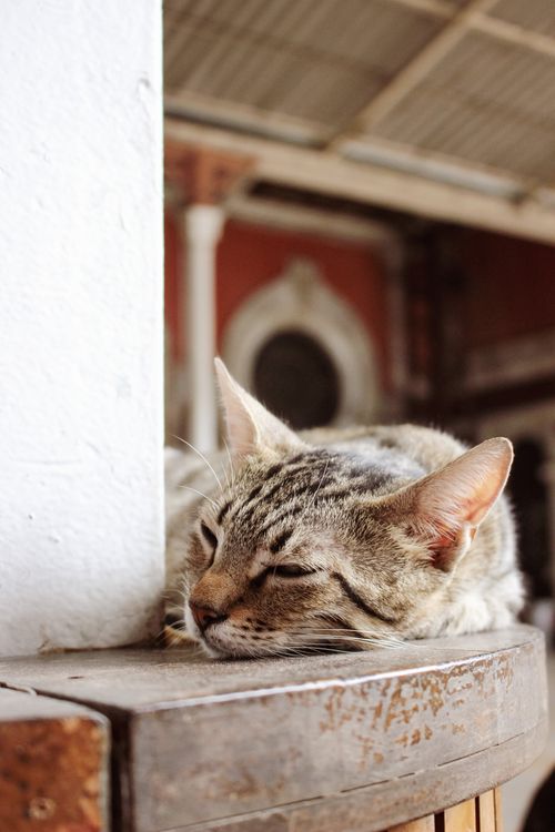 Free A serene tabby cat peacefully sleeping indoors, captured in a vertical shot with warm tones. Stock Photo