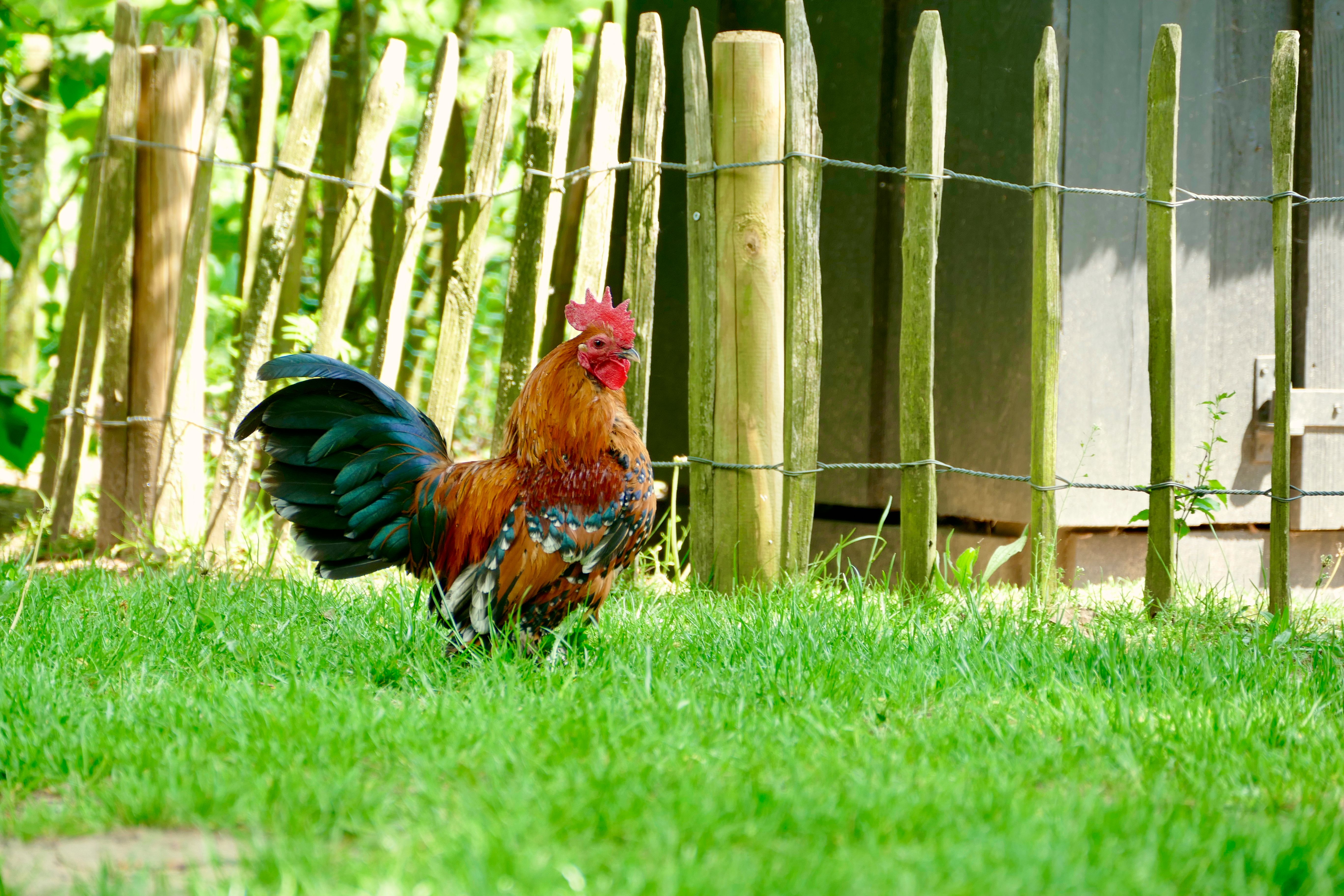 Roosters confined in separate wooden cages beside a rural fighting arena, tense atmosphere and harsh afternoon light
