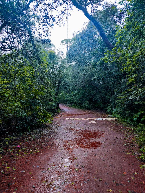 Nature, trees, forest monsoon session 🌧️. mountain view,