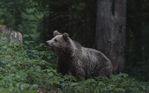 Little Bear in the Woods
