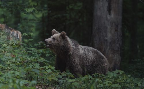 Free A brown bear sighted in its natural forest habitat, showcasing its majestic and wild nature. Stock Photo