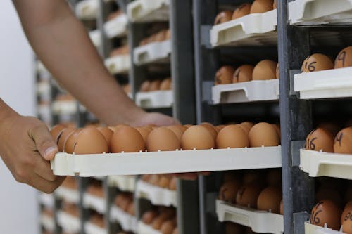 Hands Holding Eggs on Tray over Shelves