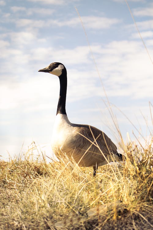 Close up of Goose