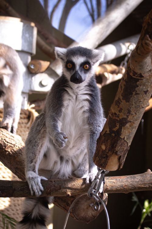 Free Close-up of a ring-tailed lemur perched on a branch at a zoo in Edmonton, Alberta. Stock Photo