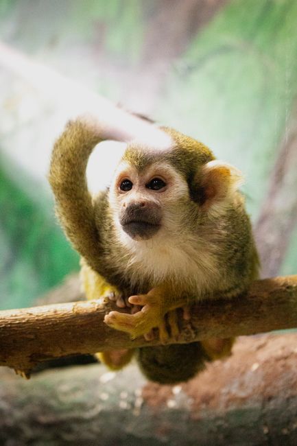 Charming squirrel monkey sitting on a branch, captured in a zoo setting.