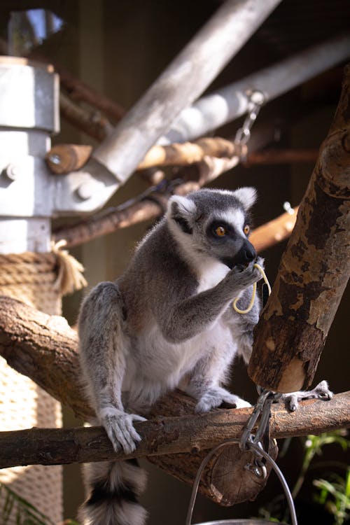 Kostenloses Stock Foto zu äste, lemur, mobile wallpaper