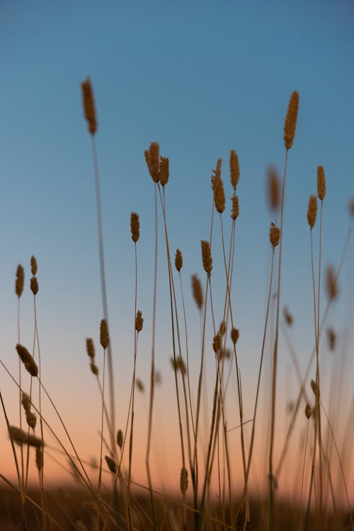 Kostenloses Stock Foto zu @draussen, abendfarben, abendliche gelassenheit