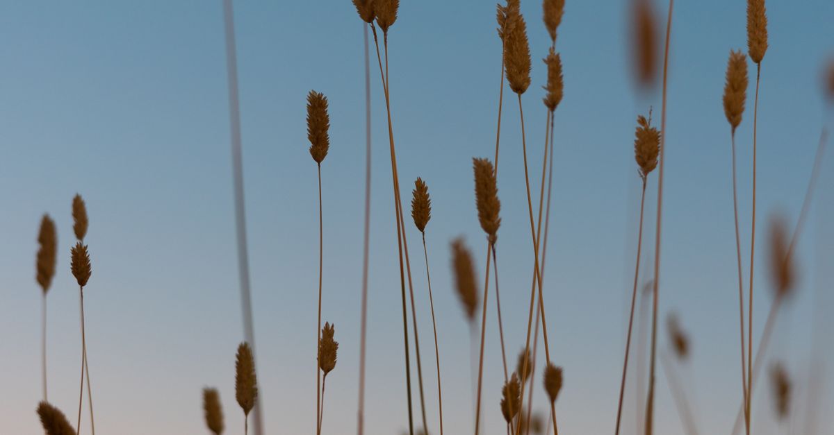 The Wind Rustles hear the wind rustle at dusk · Free Stock Photo