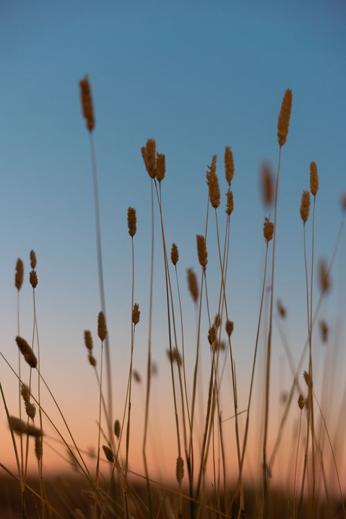 Free Tranquil view of tall grasses silhouetted against a sunset sky, creating a serene and peaceful atmosphere. Stock Photo