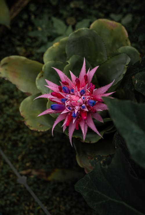 Imagine de stoc gratuită din cactus, exotic, floare