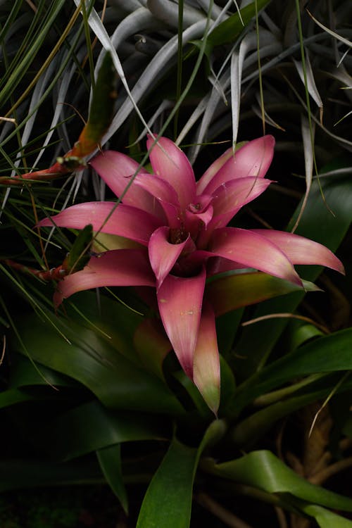 Imagine de stoc gratuită din floare, fotografiere verticală, natură