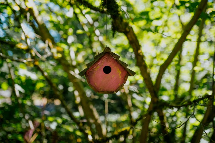 Birdhouse In Forest