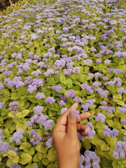 Gratis arkivbilde med blader, blomster, hage