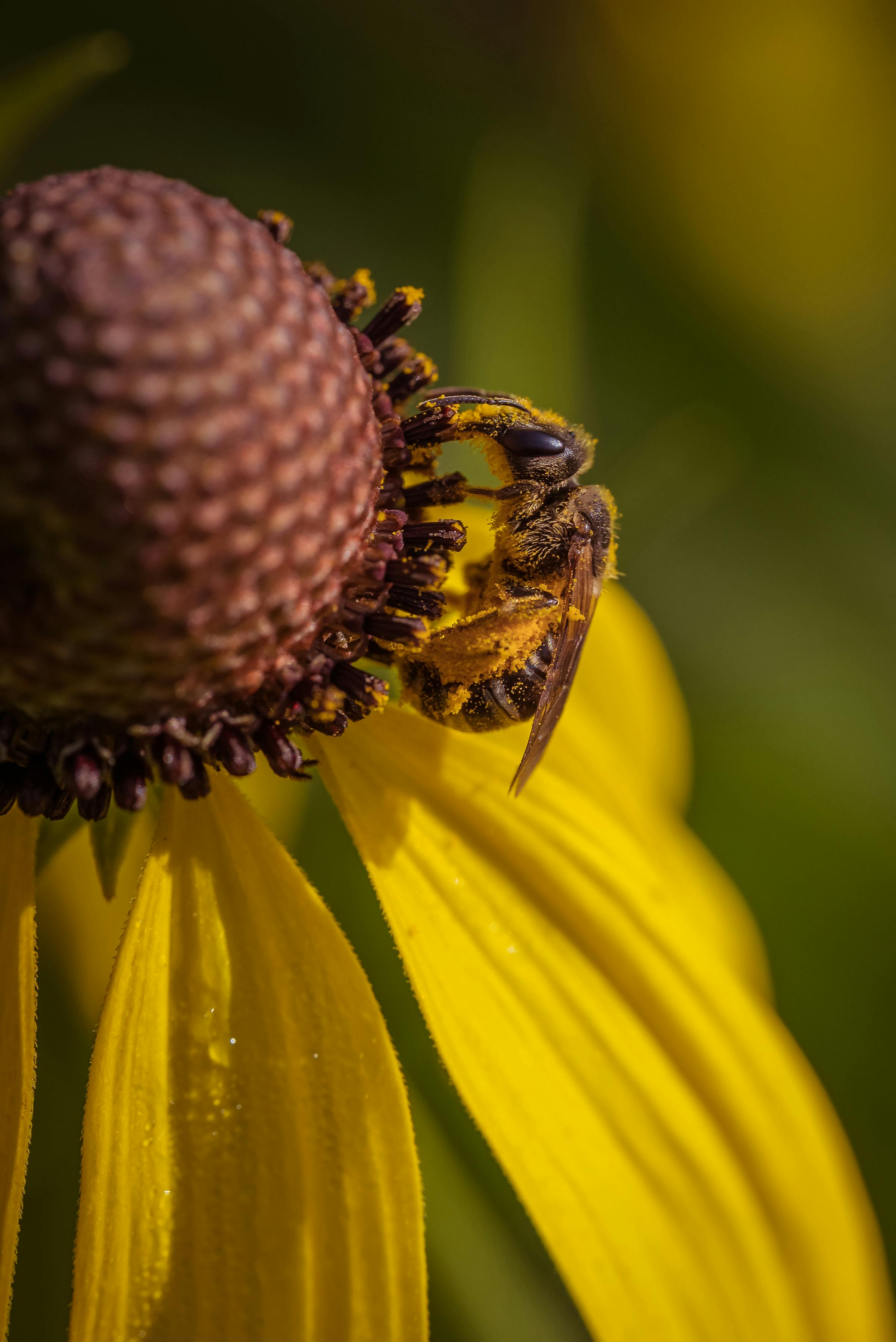 Intimate close-up of a bee pollinating a vibrant yellow coneflower in natural sunlight.
