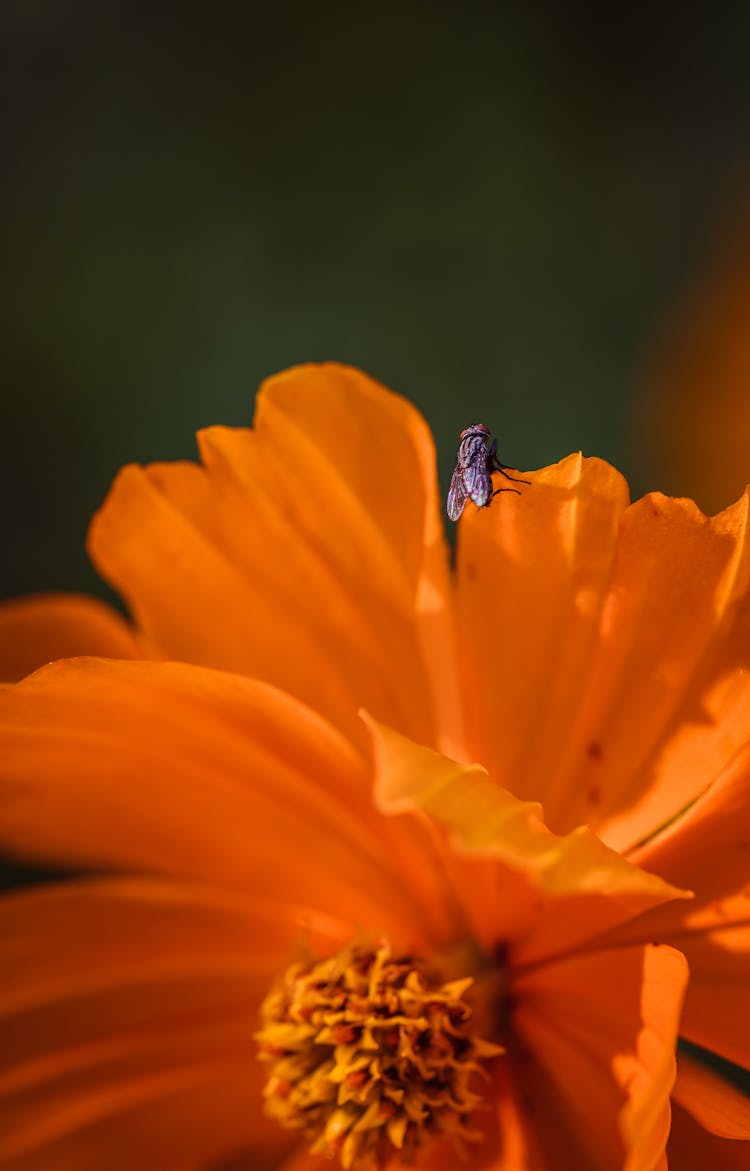 Fly On Orange Flower