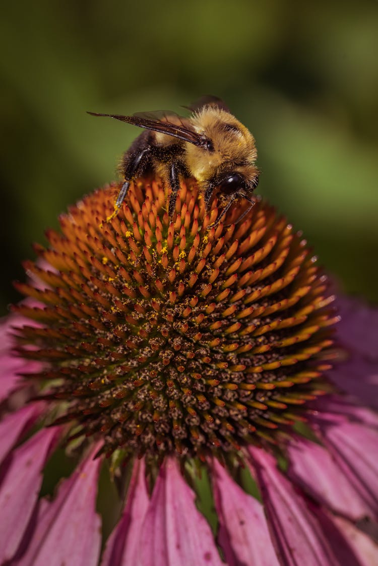 Bee On Flower Stamens