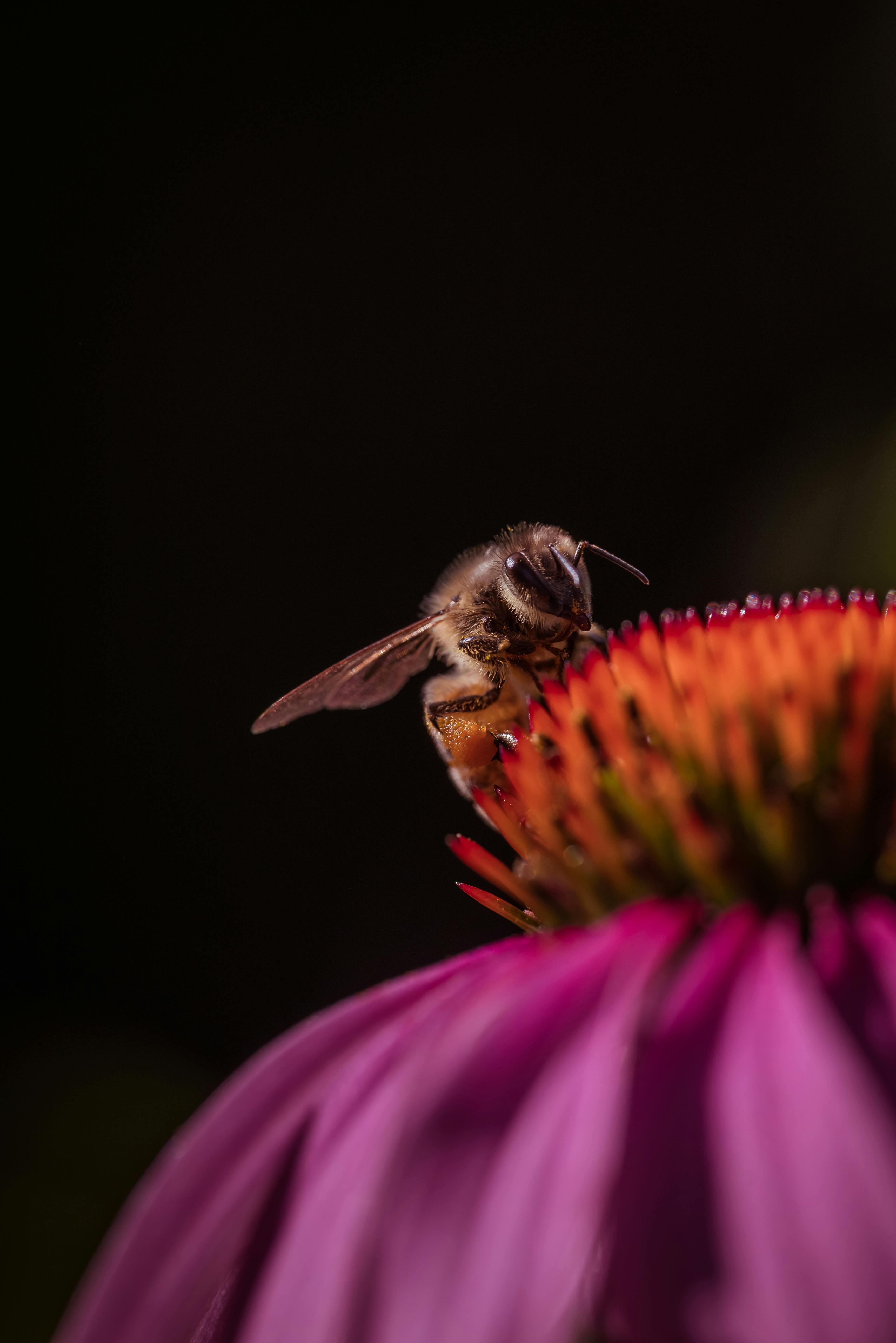 Intimate macro shot of a bee collecting nectar from a colorful coneflower blossom.