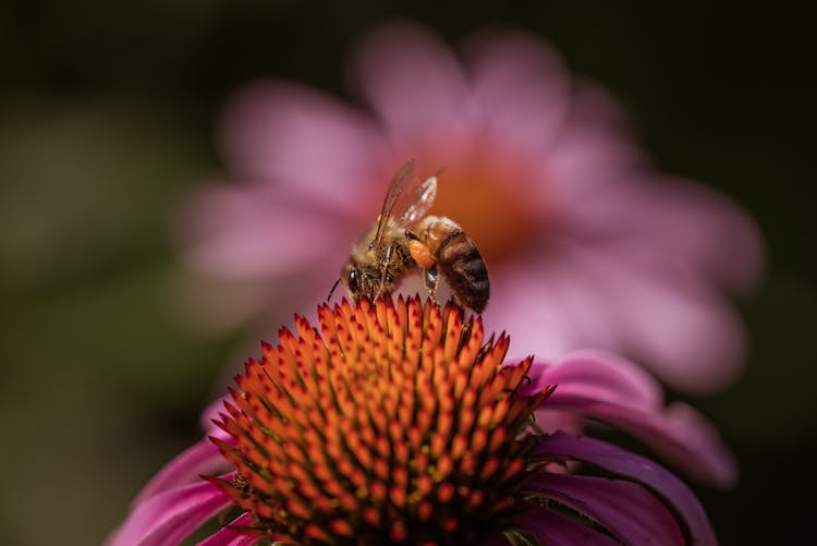 Close Up Of Bee On Flower Stamens