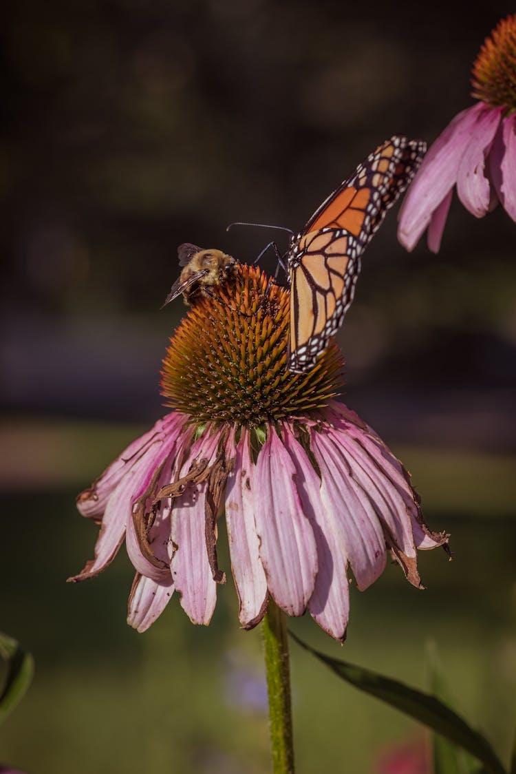 Bee And Monarch Butterfly On Flower