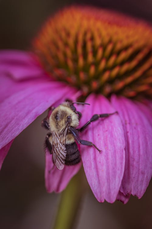 Bee Holding Petals