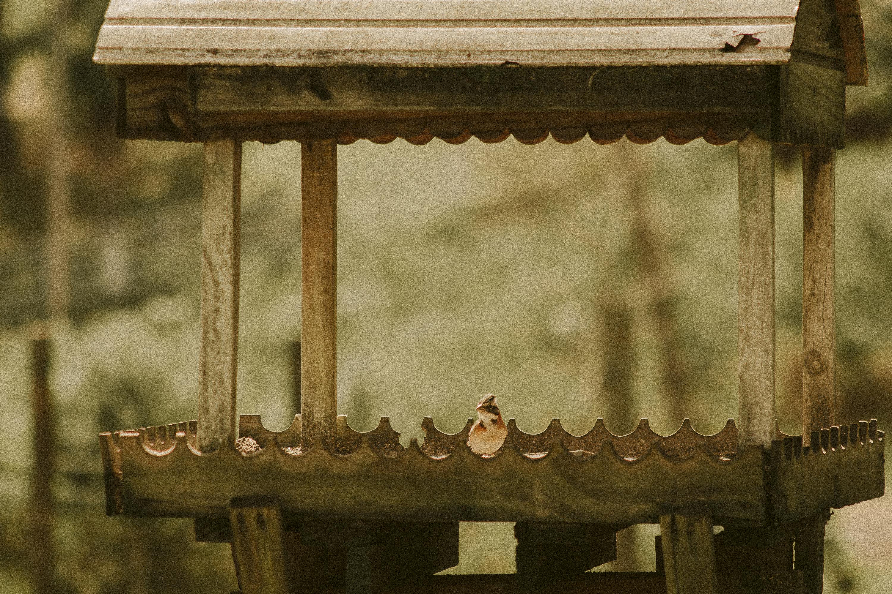 Gratis Fotos de stock gratuitas de al aire libre, artesanía en madera, aviar Foto de stock