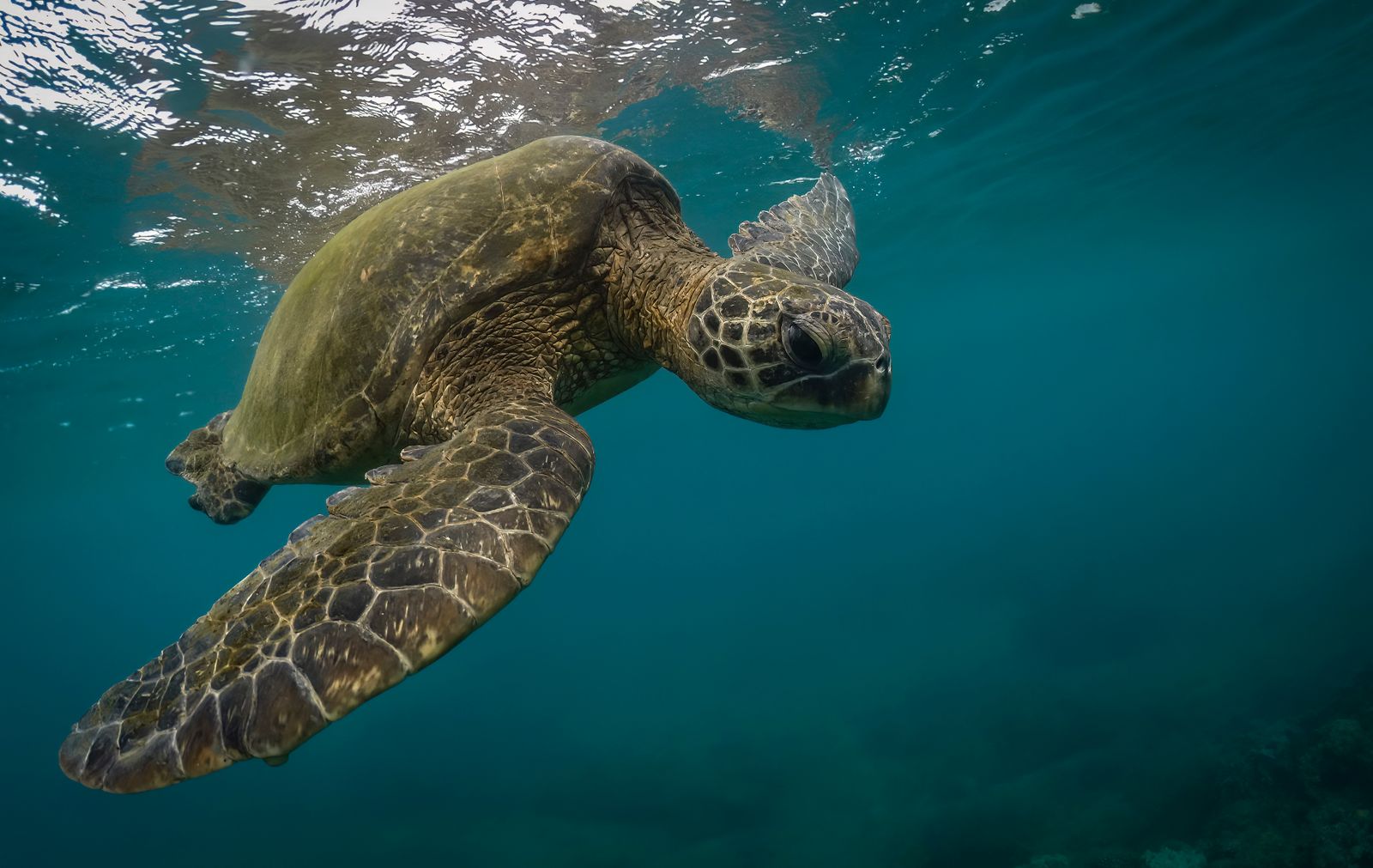 Load Turtles Brown Turtle Swimming Under Water · Free Stock Photo