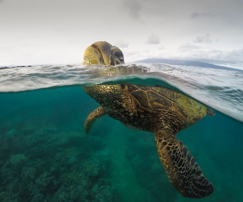 A vibrant green sea turtle peeks above the ocean surface, showcasing its intricate patterns.