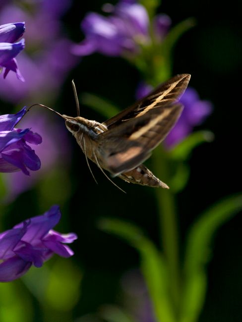 A close-up of a hawk moth suspended in mid-air, sipping nectar from vibrant purple flowers in Boulder, Colorado.
