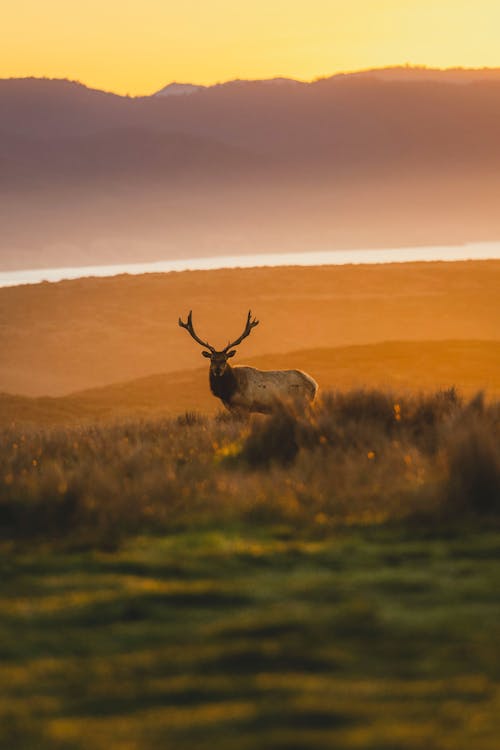 Elk at Sunset