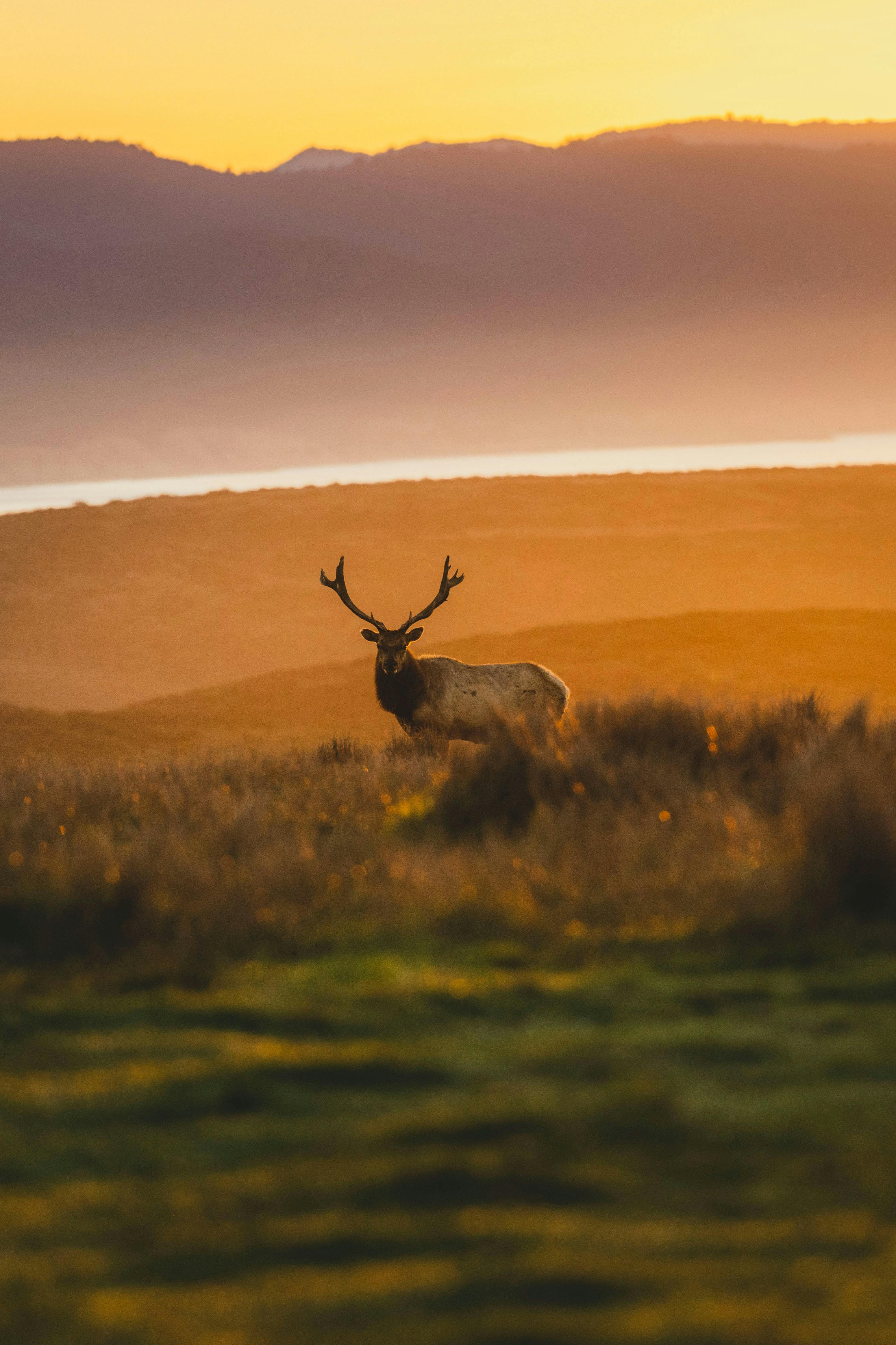 Sunset Deer Silhouette 4K Wallpapers, HD Wallpapers