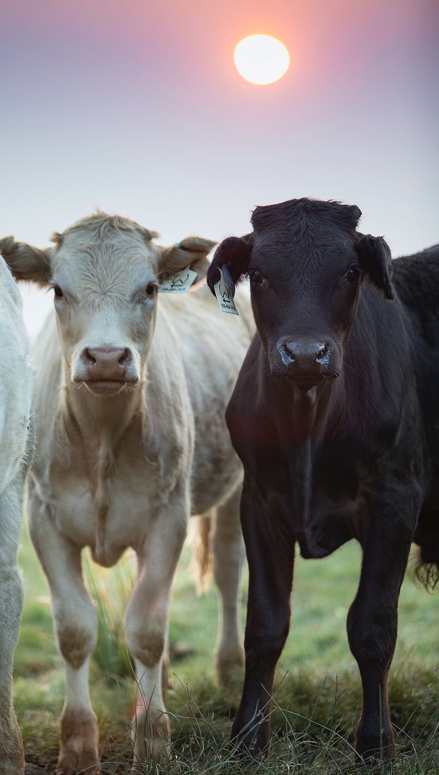 Cattle in pasture at sunrise